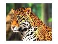 नासाका परिसरात बिबट्याचे दर्शन - Marathi News | The sight of the leopard in the area of ​​NASA | Latest nashik News at Lokmat.com