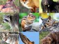 2020 पर्यंत वन्यप्राण्यांची संख्या 67 टक्क्यांनी घटणार - Marathi News | By 2020 the number of wildlife decreases by 67% | Latest national News at Lokmat.com