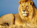 अपहरणकर्त्यांच्या तावडीतून सिंहांनी केली 'तिची' सुटका - Marathi News | Lions have been released from the abductors of the abductors | Latest international News at Lokmat.com