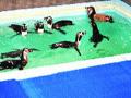चला, पेंग्विन वाचवू या... - Marathi News | Come on, save the penguins ... | Latest maharashtra News at Lokmat.com