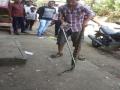 टिटवाळ्यात 4 फुटी लांब व 5 किलो वजनाचा साप घोणस जातीचा साप सापडला - Marathi News | Snake snake found 4-foot-long and 5 kg snake-snake | Latest thane News at Lokmat.com