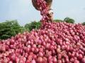 नगर जिल्ह्यातील कांदा उत्पादकांना ३२ कोटींची लक्ष्मी पावणार - Marathi News | 32 lakhs of onion growers in Nagar district will get Rs | Latest maharashtra News at Lokmat.com