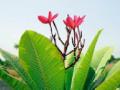 सोनचाफा फुलला : - Marathi News | Sonchaafa flower: | Latest nagpur News at Lokmat.com
