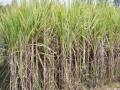 ऊस दराचा तिढा सुटला, फड फुलला ! - Marathi News | The sugarcane trunks were released, the blossomed! | Latest beed News at Lokmat.com