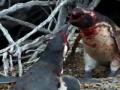 पत्नीला 'त्याच्या'सोबत पाहून पेंग्विन भडकला! - Marathi News | Wife penguin trembled with his wife! | Latest international News at Lokmat.com