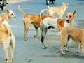 मोकाट कुत्र्यांना आवर; निर्बिजीकरणाला वेग - Marathi News | Mock the dogs; The speed of unbroken | Latest amravati News at Lokmat.com