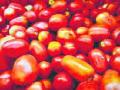सीमेवरील तणावामुळे टमाटा माघारी - Marathi News | Tomato retreat due to stress on the boundary | Latest nashik News at Lokmat.com