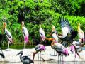 नांदूरमधमेश्वरला परदेशी पाहुण्यांचे ‘हिवाळी संमेलन’ - Marathi News | Nanduram Badhameshar's 'Winter Conference' for Foreign Guests | Latest nashik News at Lokmat.com