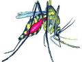 डेंग्यूचे आणखी २ संशयित - Marathi News | 2 more dengue suspects | Latest thane News at Lokmat.com