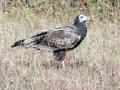 वर्धेत आढळला दुर्मिळ ‘सर्वाशनी’ गिधाड - Marathi News | Rare 'all' vultures found in Wardha | Latest vardha News at Lokmat.com