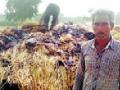 गोंदेडा येथे धानाचे पुंजने जळाले - Marathi News | A lot of Dhanera burnt in Gonda | Latest chandrapur News at Lokmat.com