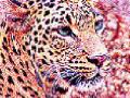 दारणा सांगवीत बिबट्याच्या हल्ल्यात गोऱ्हा ठार - Marathi News | The dargah wants to kill the bull in a leopard attack | Latest nashik News at Lokmat.com