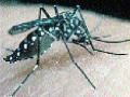 निफाड तालुक्यात डेंग्यूचा कहर - Marathi News | Dengue woes in Niphad taluka | Latest nashik News at Lokmat.com