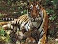 शिवपूर परिसरात दोन बछड्यांसह वाघ आढळला - Marathi News | Tigers with two calves found in Shivpur area | Latest akola News at Lokmat.com
