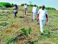 लोणजाई डोंगरावर औषधी वनस्पती - Marathi News | The herb on the Lonjai mountain | Latest nashik News at Lokmat.com