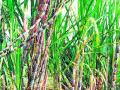 नोटांच्या तुटवड्यामुळे रखडल्या रब्बीच्या पेरण्या - Marathi News | Sowing of rabi sown due to shortage of notes | Latest nashik News at Lokmat.com