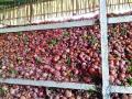 नोटाबंदीममुळे कांदा उत्पादक शेतकरी अडचणीत - Marathi News | Turns On Onion Growers Manufacturers | Latest nashik News at Lokmat.com