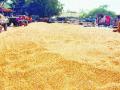सटाण्यात आजपासून मका खरेदी-विक्र ी - Marathi News | Today, corn-buying and selling | Latest nashik News at Lokmat.com