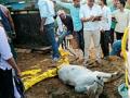 वाहनात पाच गुरांचा मृत्यू - Marathi News | Five cows die in the vehicle | Latest amravati News at Lokmat.com