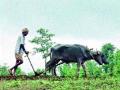रब्बीसाठी हवामान अनुकूल - Marathi News | Weather is favorable for Rabbi | Latest nashik News at Lokmat.com