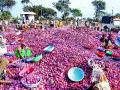 लासलगावी शेतमालाचे लिलाव सुरू - Marathi News | Laalgawy farmer's auction begins | Latest nashik News at Lokmat.com