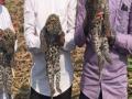 ऊसाच्या शेतात आढळले बिबट्याचे 3 बछडे - Marathi News | 3 calves of leopard found in sugarcane field | Latest nashik News at Lokmat.com