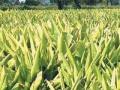 ‘शिरपूर’ हळद उत्पादनात विदर्भात प्रसिध्द - Marathi News | 'Shirpur' is famous in Vidarbha production of turmeric | Latest vashim News at Lokmat.com