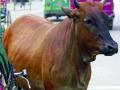 जनावरांचा बाजार रोडावला - Marathi News | Animal Market Held | Latest nashik News at Lokmat.com