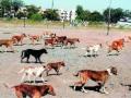 नांदगावी २५ जणांना भटक्या कुत्र्यांचा चावा - Marathi News | 25 people in Nandagavi wandering dogs | Latest nashik News at Lokmat.com