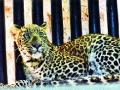 निफाडला बिबट्या पकडला - Marathi News | Niphadla caught the leopard | Latest nashik News at Lokmat.com