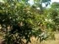 VIDEO- आदिवासी शेतक-यांकडून इस्रायल पद्धतीने आंबा लागवड - Marathi News | VIDEO-Israeli cultivation of mango from tribal farmers-1 | Latest maharashtra Videos at Lokmat.com