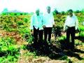 आदिवासी शेतकऱ्यांसाठी आंबा लागवड एक वरदान - Marathi News | A boon for mango cultivation for tribal farmers | Latest nashik News at Lokmat.com