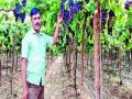 लासुर्णेतील द्राक्षे जाणार श्रीलंका, मलेशियाला - Marathi News | Lacerne grapes will go to Sri Lanka, Malaysia | Latest pune News at Lokmat.com