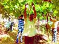 द्राक्षांच्या देखभालीला प्रारंभ - Marathi News | Start of the grip maintenance | Latest nashik News at Lokmat.com