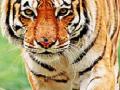 सावधान ! पोहरा-चिरोडीच्या जंगलात वाघाचा मुक्त संचार - Marathi News | Be careful! Free communication of tigers in the Fauhar-Chirodi forest | Latest amravati News at Lokmat.com