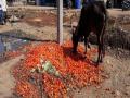 योग्य भाव मिळत नसल्याने शेतक-यांनी ﻿टोमॅटो फेकले - Marathi News | Due to not getting proper prices, farmers thrown tomatoes | Latest nashik News at Lokmat.com