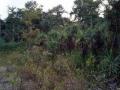 नकाणे तलावात दरवळतोय केवड्याचा गंध - Marathi News | Kavada odor is found in the lake | Latest dhule News at Lokmat.com