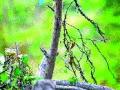 पतंगबाजीचे शौर्य, पक्ष्यांसाठी क्रौर्य - Marathi News | Courage of kite, cruelty for birds | Latest nashik News at Lokmat.com