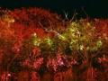 नाशिकमधील बोटॅनिकल गार्डनमध्ये गुंडांची तोडफोड - Marathi News | In the Botanical Gardens of Nashik, the gangster was beaten up | Latest maharashtra News at Lokmat.com