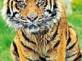 पोहरा-चिरोडी जंगलात दोन वाघ - Marathi News | Two tigers in Pohra-Chirodi forest | Latest amravati News at Lokmat.com
