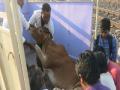 रेल्वे इंजिनाच्या धडकेत पाच गायींचा मृत्यू - Marathi News | Five cows dies in train engines | Latest akola News at Lokmat.com
