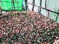 कांदे, टमाट्याला नीचांकी भाव - Marathi News | Low onion, tomatoes | Latest nashik News at Lokmat.com