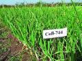 चाळीत टिकणारे कांद्याचे नवीन वाण - Marathi News | New varieties of sticky onion | Latest nashik News at Lokmat.com