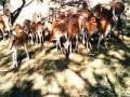 २५ दुर्मीळ हरणांना मिळाले घर - Marathi News | 25 rare deer got home | Latest raigad News at Lokmat.com