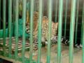 शिकारीसाठी आला अन् पिंजऱ्यात अडकला - Marathi News | Came to the hunter and got trapped in the cage | Latest gondia News at Lokmat.com