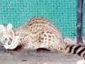 वर्धेत आढळले दुर्मिळ कस्तुरी मांजर - Marathi News | The rare musk cat found in Werdh | Latest vardha News at Lokmat.com