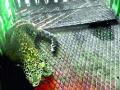 सायखेडा येथे बिबट्याचा बछडा जेरबंद - Marathi News | A leopard is seized at Sikheida | Latest nashik News at Lokmat.com