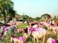 जेजुरीतल्या गाढवांचा बाजारही नोटाबंदीने हैराण - Marathi News | Hearing the donkeys market in Jejuri too | Latest pune News at Lokmat.com