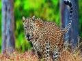 शहराच्या वेशीवर बिबट्या - Marathi News | Leopard on the city's gates | Latest pune News at Lokmat.com
