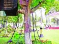 पाकिस्तानातील झाड आहे ११८ वर्षांपासून अटकेत - Marathi News | The Pakistani tree has been hanging for 118 years | Latest international News at Lokmat.com